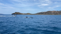 Around 10:30 a.m. on Monday morning, somebody asked Dr. Shannon Gore, the managing director of the Association of Reef Keepers, to call Blue Water Divers. While on the phone with the company, Dr. Gore overheard radio chatter describing a distressed […]