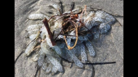 BY MITCHELL WILLETTS A strange, semi-transparent blob of finger-like growths filled with white dots has baffled North Carolina wildlife experts after it was found washed up on the coast, prompting them to ask the public, “Do you know what this […]