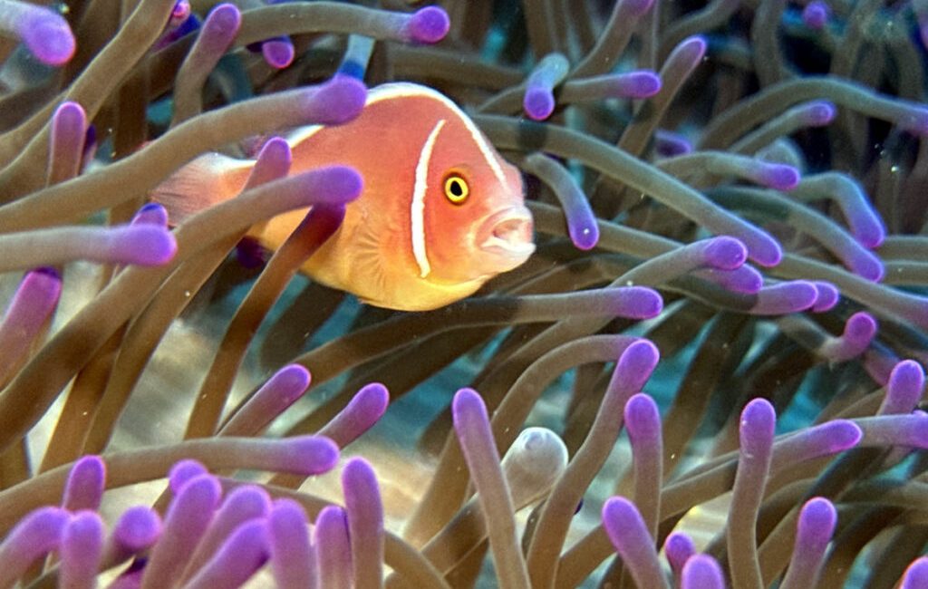 Every diver has a list. Sometimes it’s written down. Sometimes