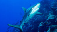 Capturing the mesmerizing beauty of the underwater world has long been a pursuit of photographers seeking to showcase the wonders hidden beneath the surface. Whether you’re diving in vibrant coral reefs or exploring the depths of mysterious shipwrecks, mastering the […]