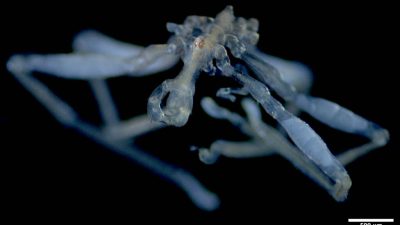 Two species of sea spider new to science have been
