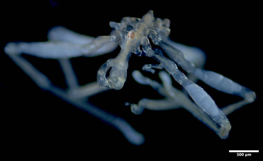 Two species of sea spider new to science have been
