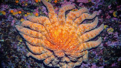 A decade after one of the most extensive marine wildlife