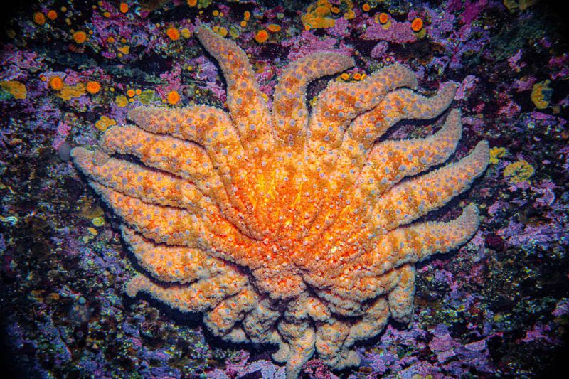 A decade after one of the most extensive marine wildlife