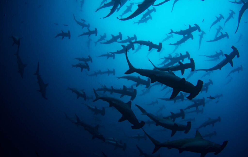 The world is full of extraordinary dive destinations, but finding