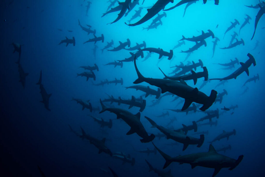 The world is full of extraordinary dive destinations, but finding