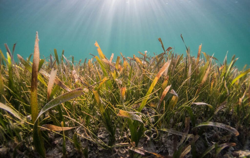 The UK’s largest seagrass restoration project is now underway in