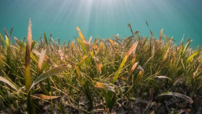 The UK’s largest seagrass restoration project is now underway in