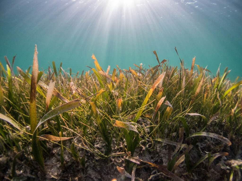 The UK’s largest seagrass restoration project is now underway in
