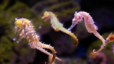 Protected seahorses in one of the UK’s most important marine