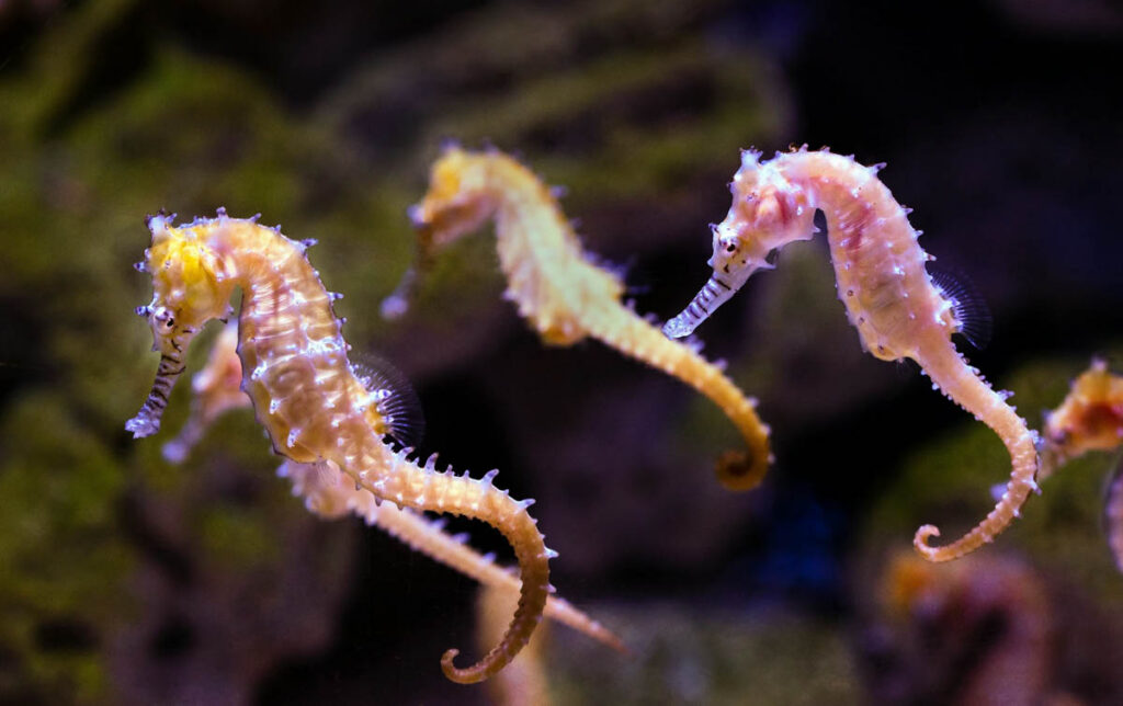 Protected seahorses in one of the UK’s most important marine