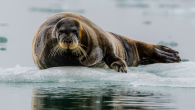 ByAndrei Ionescu In the small village of Kotzebue, Alaska, seal hunting has been an essential feature of the indigenous way of life since times immemorial. A recent study found that over the past 17 years, climate change has significantly reduced […]