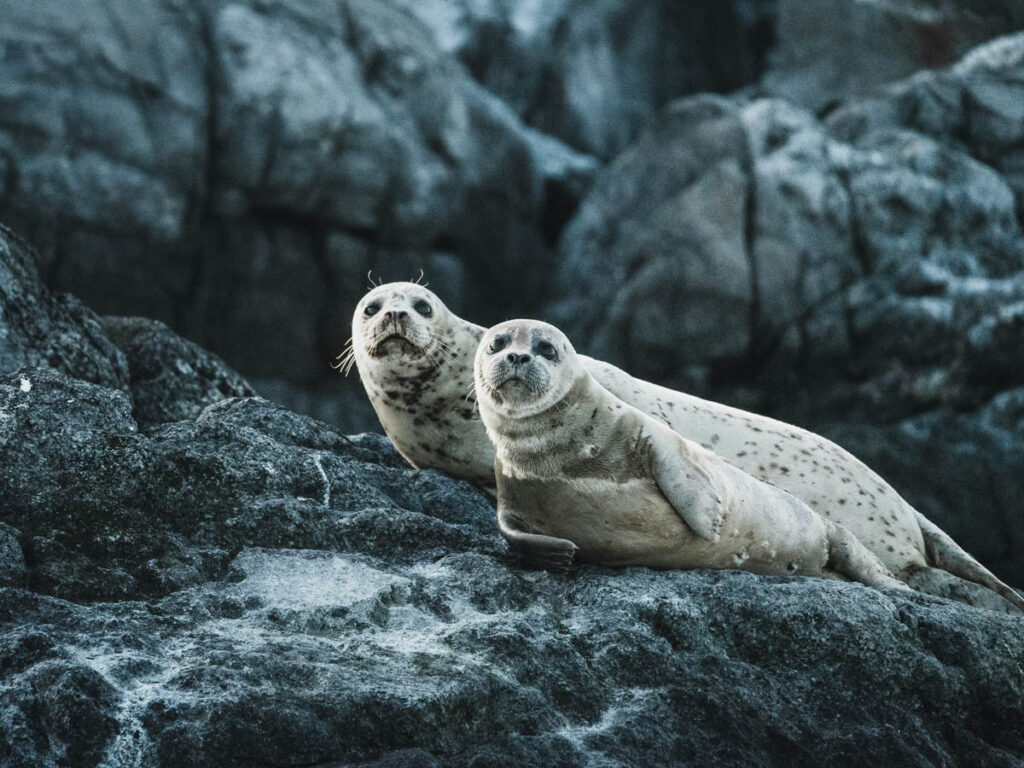 Paul & Heather McCartney’s Trip to Canada to Protest Against Seal Hunt (2006) In March 2006, music legend Paul McCartney and his then-wife