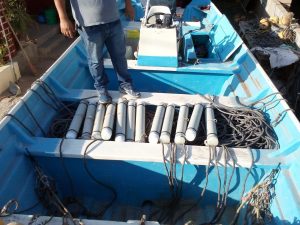 The vaquita (Phocoena sinus) is the world’s most endangered marine
