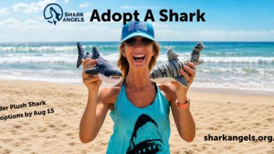 Two ways to adopt a shark this summer: bring home