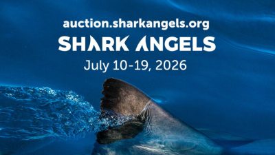 This Shark Week, score an incredible deal on the dive