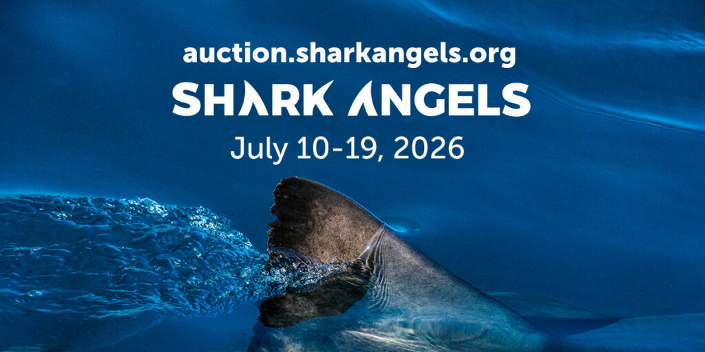 This Shark Week, score an incredible deal on the dive