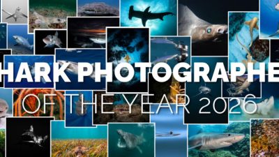 The Shark Trust has officially opened entries for the Shark