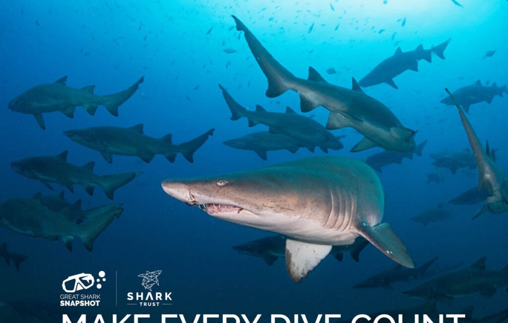 &nbsp;   The Shark Trust has announced the return of