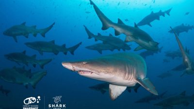 &nbsp;   The Shark Trust has announced the return of