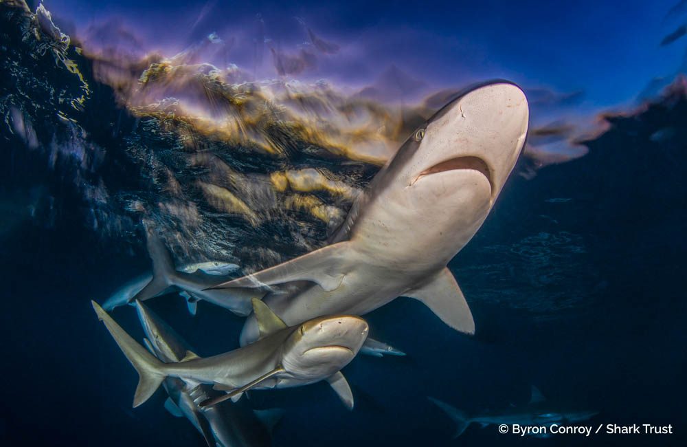 Today, on Shark Awareness Day, the Shark Trust have announced