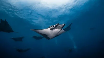 All ten species of manta and devil rays have been