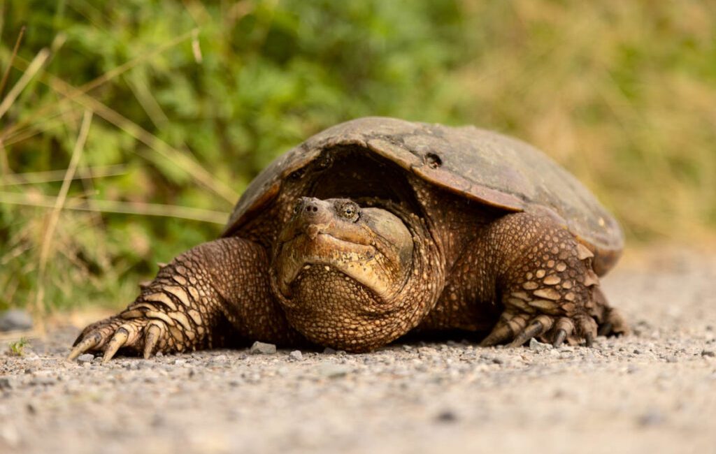 “Yes Virginia, snapping turtles are in Canatara Park” In Sarnia’s