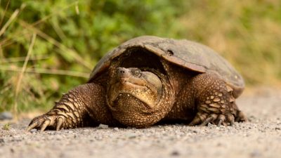 “Yes Virginia, snapping turtles are in Canatara Park” In Sarnia’s