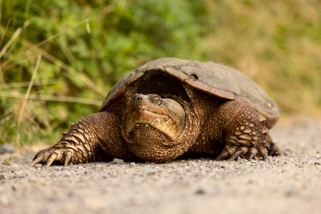 “Yes Virginia, snapping turtles are in Canatara Park” In Sarnia’s