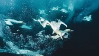 Snorkelling with diving gannets, Isle of Noss, Shetland, Scotland Photographer Rebecca Douglas talks to Joanne O’Brien about her connection to the sea, and the wild edges of the UK coast Words by Joanne O’Brien, photographs by Rebecca Douglas The chunk […]
