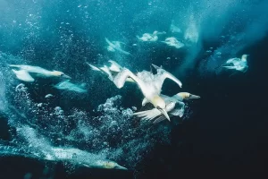 Snorkelling with diving gannets, Isle of Noss, Shetland, Scotland Photographer