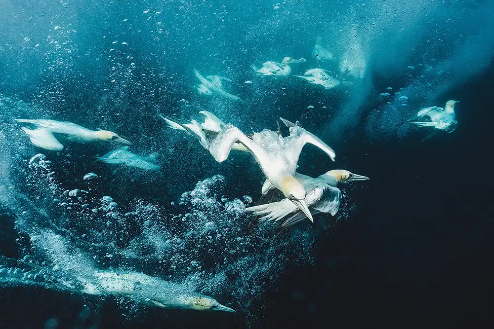 Snorkelling with diving gannets, Isle of Noss, Shetland, Scotland Photographer