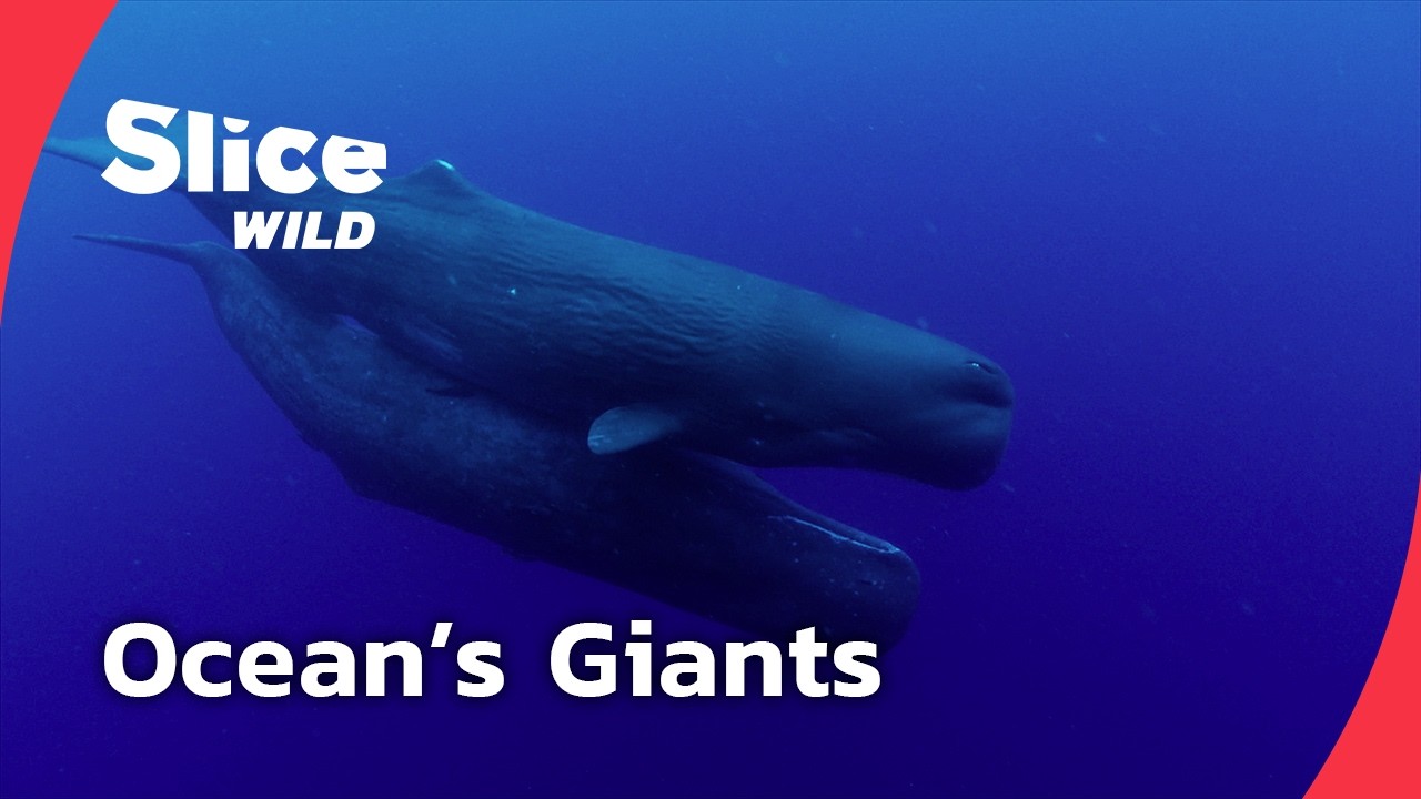 Sperm Whales: Giants of the Deep Once hunted to the brink of extinction, sperm whales are