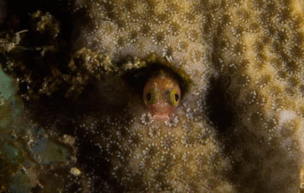 We took ourselves off for a dive trip to Saint