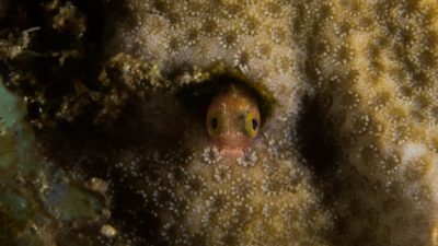 We took ourselves off for a dive trip to Saint