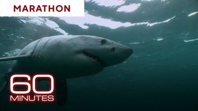 Stories About the Ocean | 60 Minutes Marathon Enjoy some of 60 Minutes' best reports on the sea. #sea