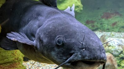 Sturgeon comprise nearly 30 distinct fish species within the Acipenseridae