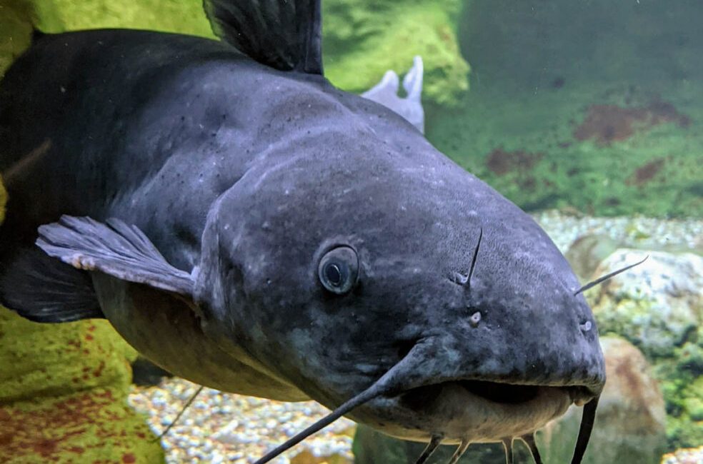 Sturgeon comprise nearly 30 distinct fish species within the Acipenseridae