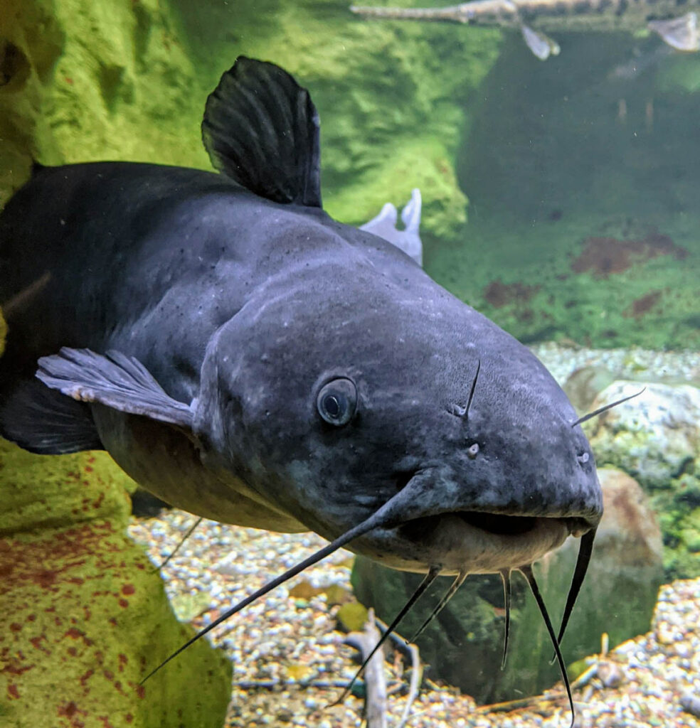 Sturgeon comprise nearly 30 distinct fish species within the Acipenseridae