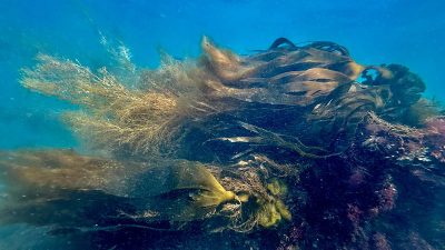 Sussex kıyı şeridinin büyük bir bölümünde dip balıkçılığının yasaklanmasının üzerinden