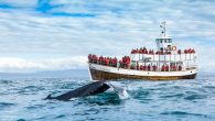 Whale watching can be a magical experience. There are few animal experiences which can match watching a whale breach or breeze by with a curious calf. However, whale watching boat tours—like many other activities—are not environmentally neutral. Standard fuel-based engines […]
