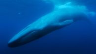 In 1989, a team from the Woods Hole Oceanographic Institution first discovered calls from a lone whale at 52-hertz. The call patterns matched neither blue nor fin whales due to the abnormal frequency. Blue whales usually vocalize at 10-39 hertz […]
