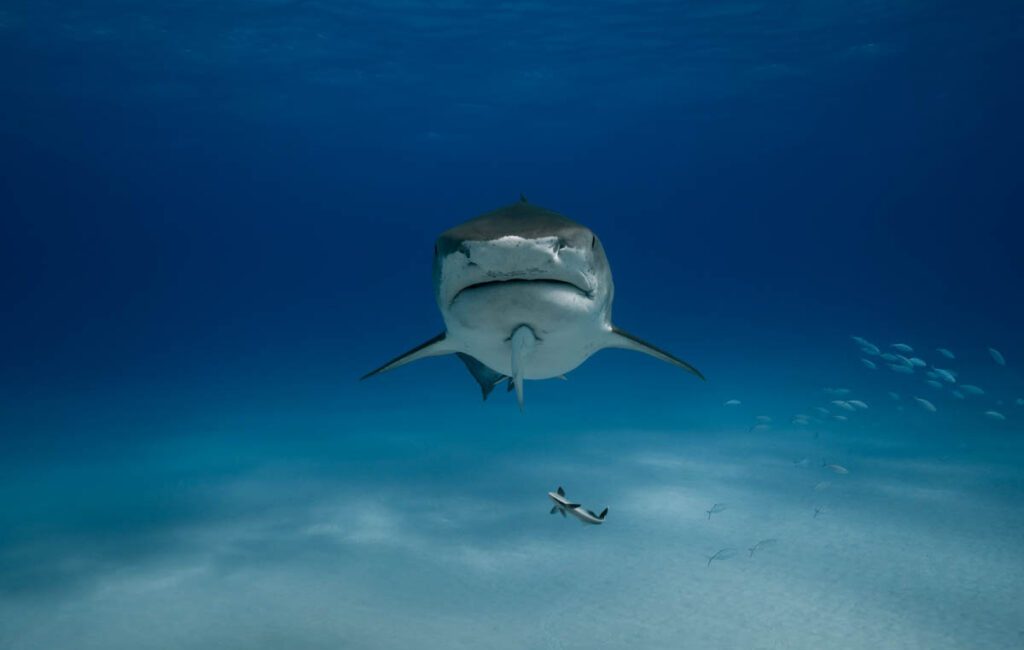 A 39-year-old man has died following a shark attack at