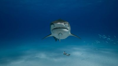 Spearfisher Killed in Shark Attack on Great Barrier Reef Off North Queensland A 39-year-old man has died following a shark attack at