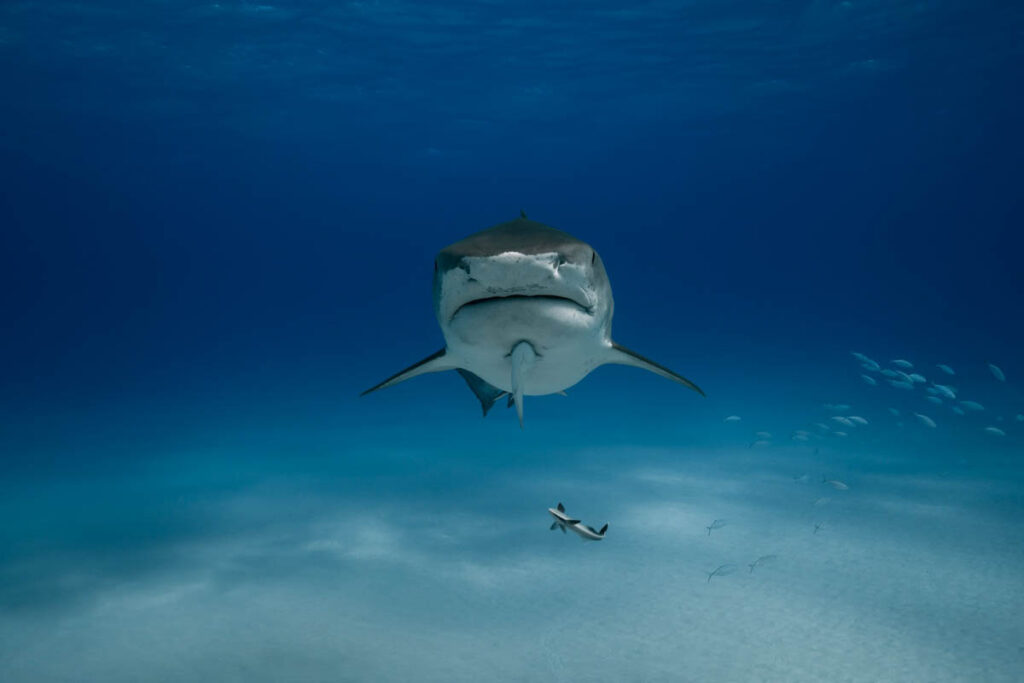 A 39-year-old man has died following a shark attack at