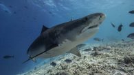 Eleven years ago, the Maldives created a 90,000-square-kilometer (34,750-square-mile) sanctuary that banned shark fishing, but fisheries minister Zaha Waheed said recently that the government may be planning to lift the ban. Conservationists say reopening shark fisheries in the Maldives would […]