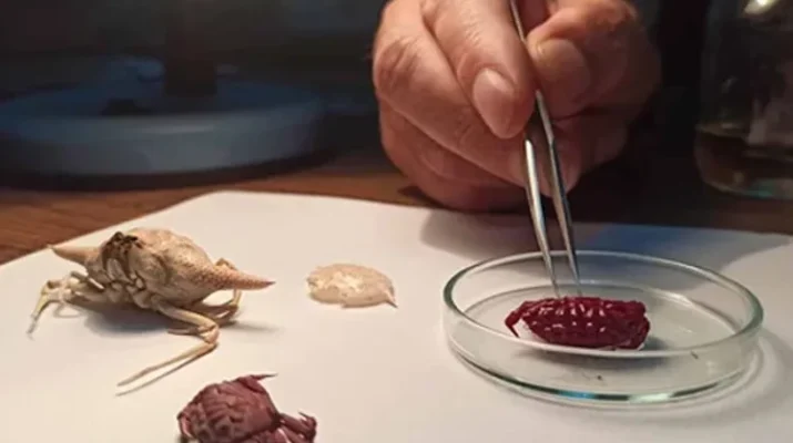 Tropik yengeç Türkiye’de Hatay’da İskenderun Teknik Üniversitesi (İSTE) Deniz Bilimleri ve Teknolojisi Fakültesi