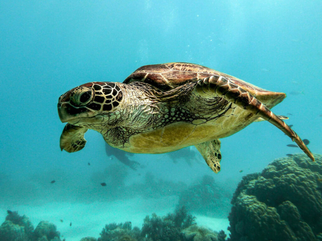 Sea turtles are the original reef royals, older than the