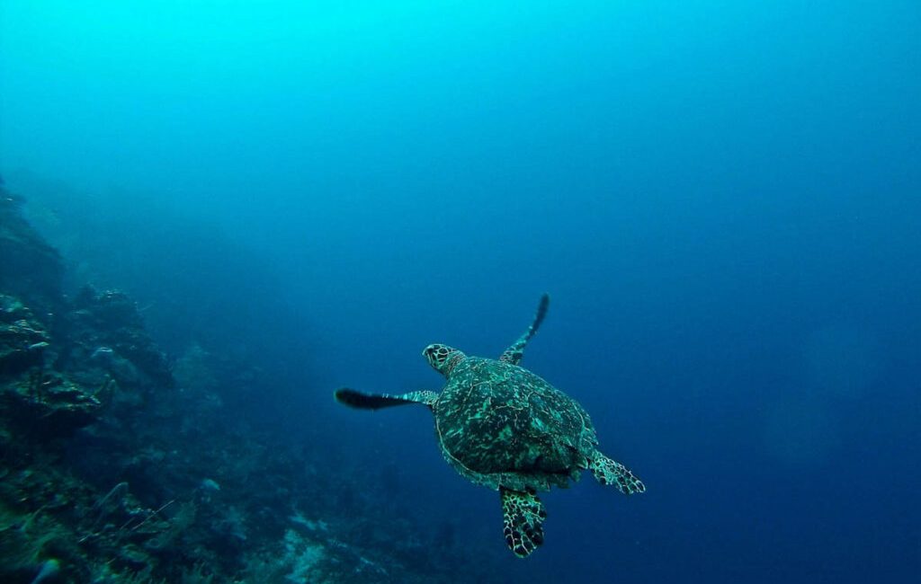 Diving Vietnam: Con Dao’s Reefs, Cu Lao Cham’s Marine Park,