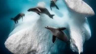 Renowned photographer Greg Lecoeur beat out a skilled crowd to win the 2020 Underwater Photographer of the Year contest. His spectacular photo of crab-eater seals frolicking among icebergs in Antarctica triumphed over 5,500 other images from photographers in 70 countries. […]